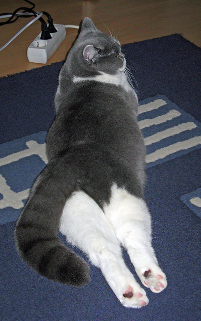 开云·体育官网APP下载-WRC经典回顾：那些不可磨灭的辉煌瞬间，wrc经典视频