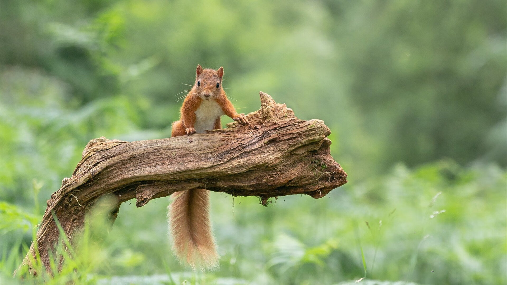 开云APP-_红土季节最高潮：布达佩斯挑战赛激烈上演_，布达佩斯bme