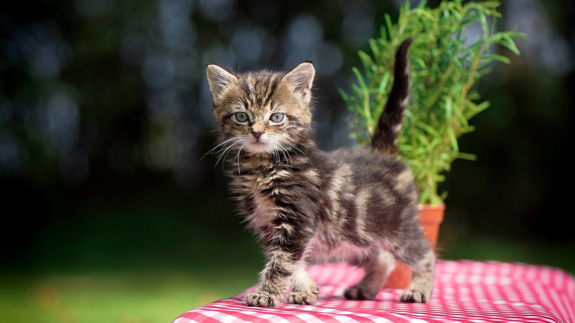 开云·体育官网APP下载-_爵士攻防兼备，排名不断攀升_，爵士nb