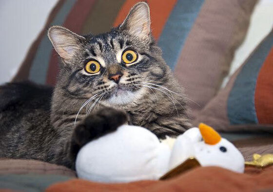 开云官网APP下载-_赛场VR体验：观众通过虚拟现实近距离感受比赛_，vr虚拟现实比赛题目