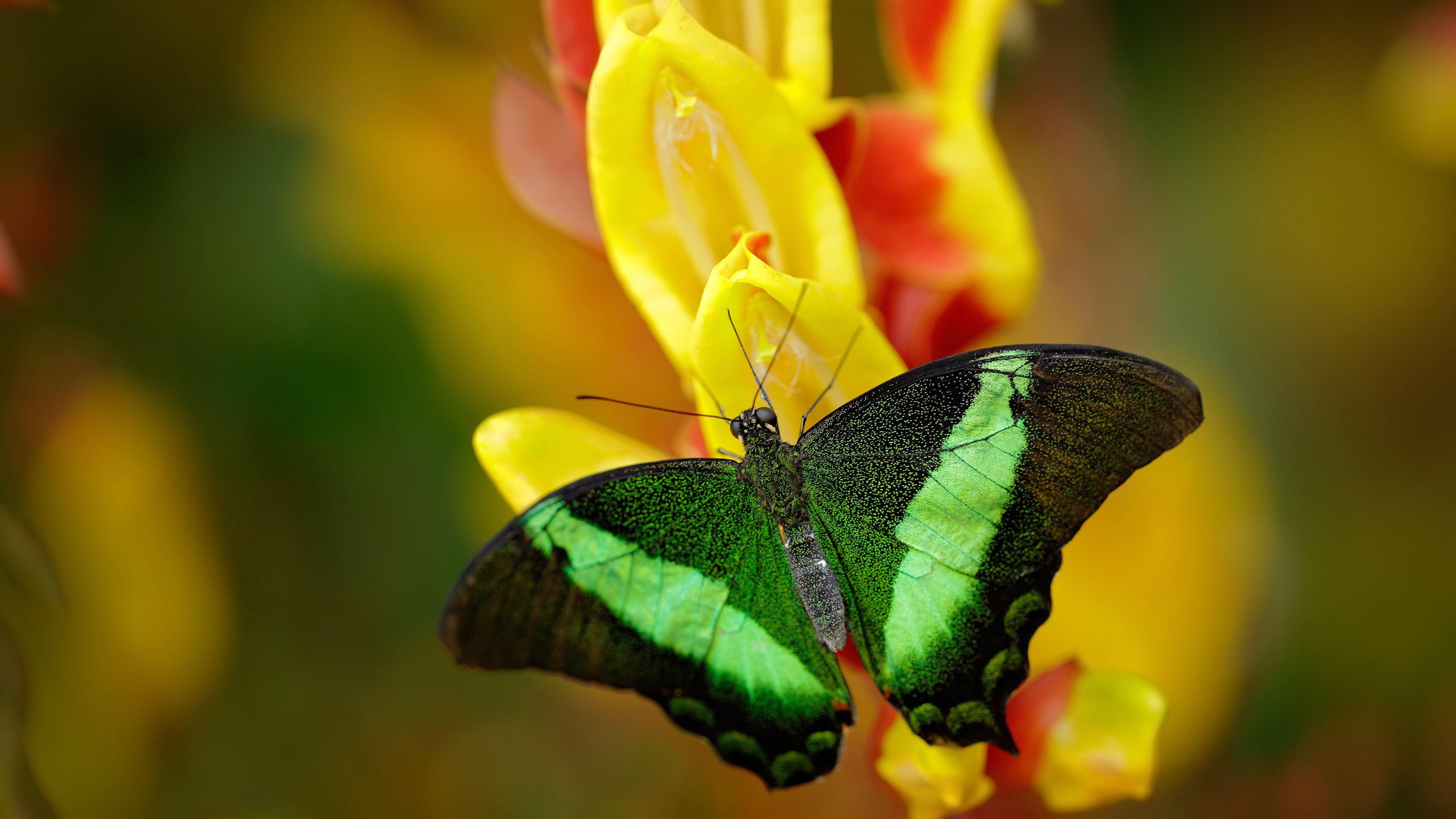 开云·体育官方网站入口-_高空秋千挑战：在悬崖边感受刺激_，高空秋千是近年来在各大景区兴起的娱乐项目之一