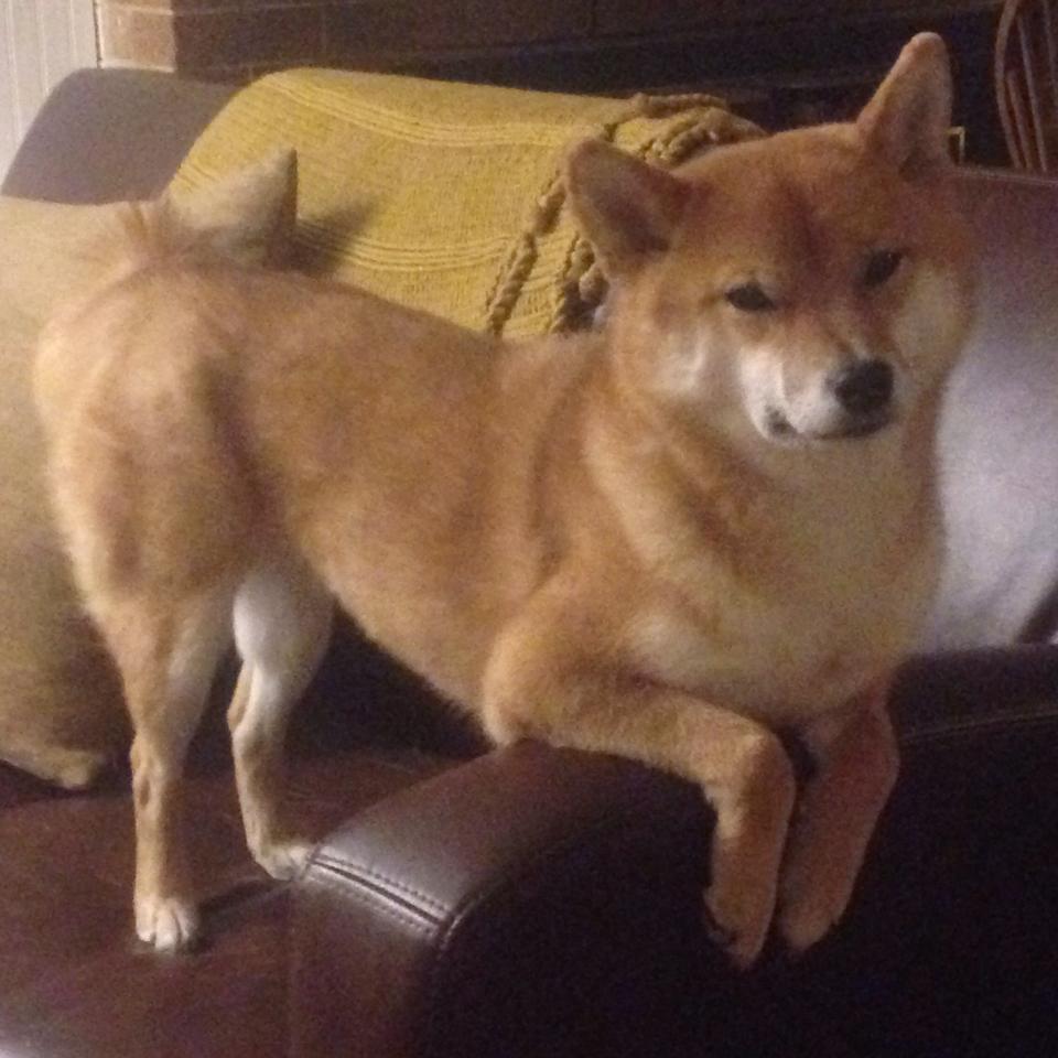 开云全站-“德甲最后冲刺，冠军悬念逐戳升温”，德甲冠军2021