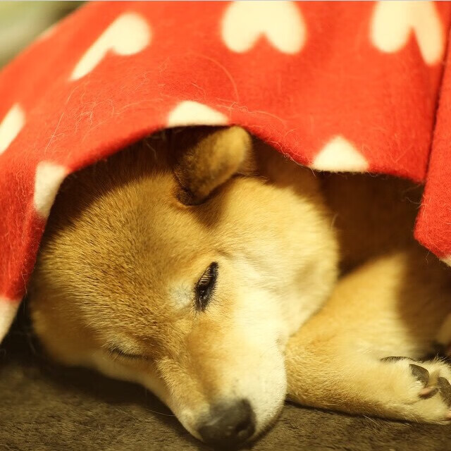 “青训明星教练引领,培养新一代足球精英”,足球青训球员有工资吗