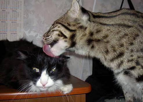 开云·体育全站登录地址-《电竞赛事直播效果分析：视听体验不断提升》，游戏电竞类直播节目