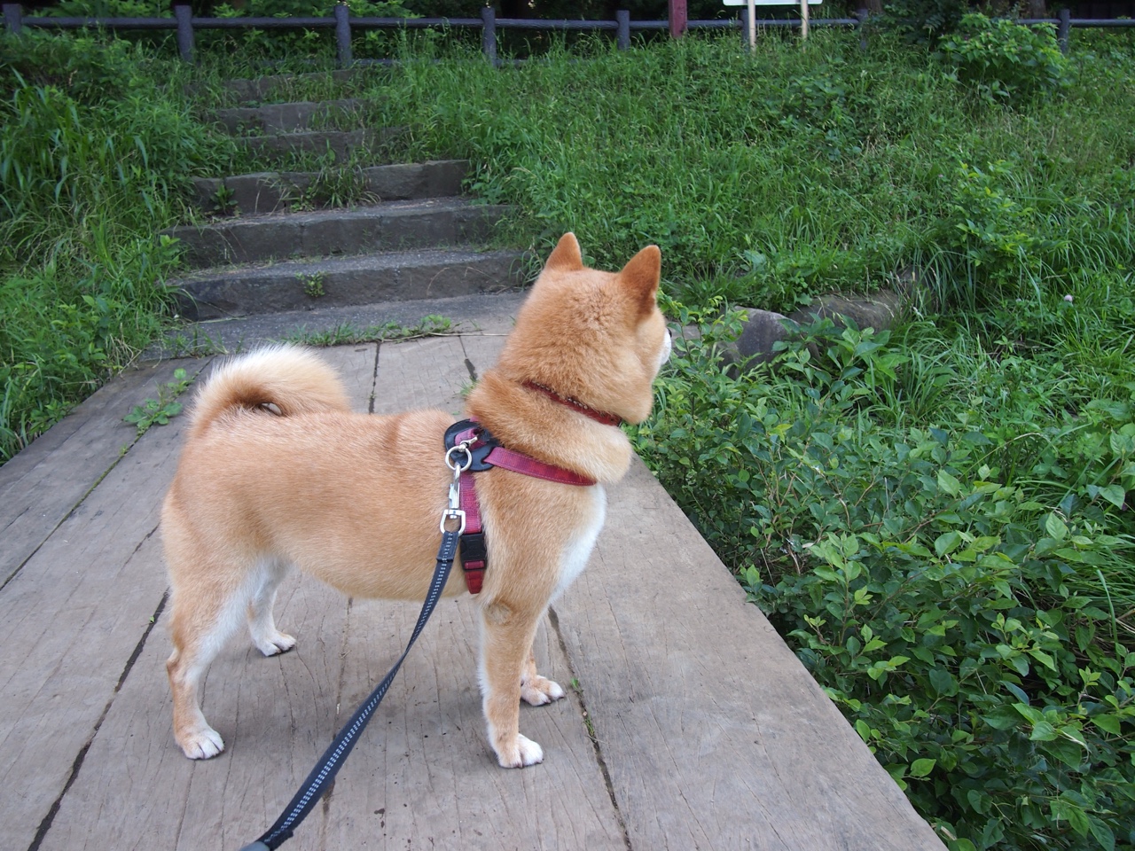 kaiyun-女子网球公开赛中国选手表现出色，晋级八强，女子网球公开赛视频