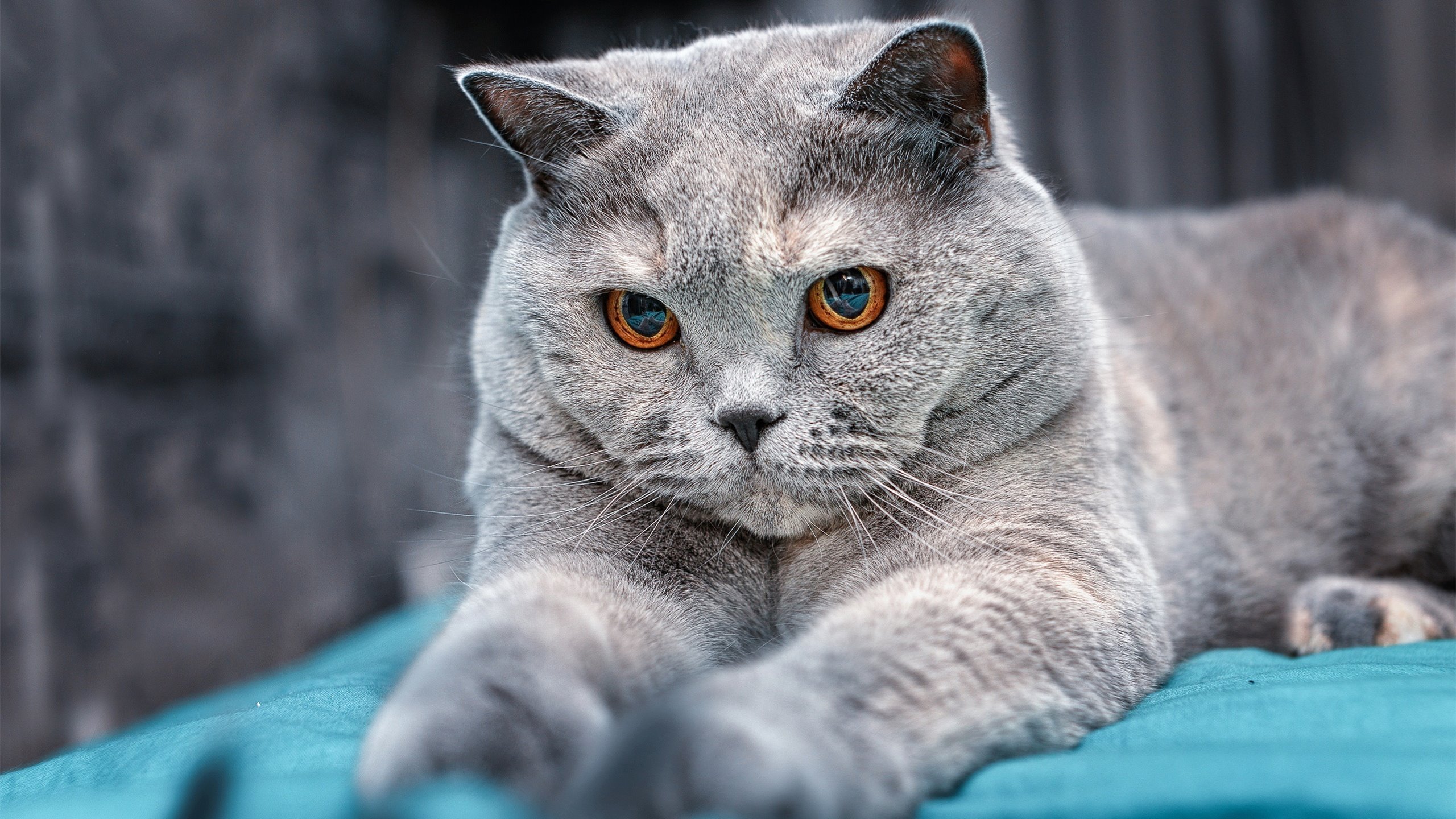 开云APP-电竞行业的职业道德：尊重对手与遵守规则，电竞选手的职业道德