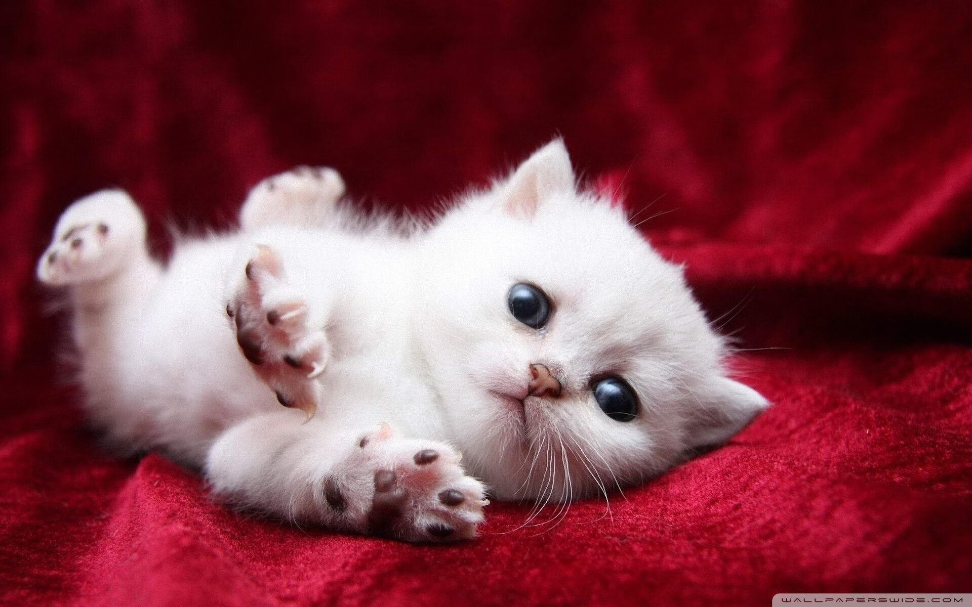 美国男足在巴黎奥运会比赛中获得银牌,创历史,美国男足夺冠