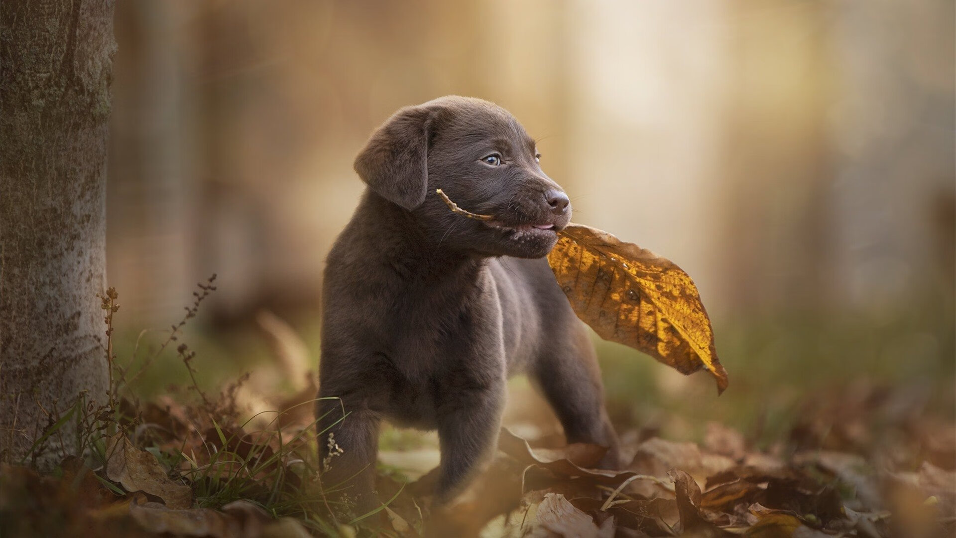 kaiyun开云·官方网站-NBA球员打造个性化电竞频道，nba电竞职业联赛