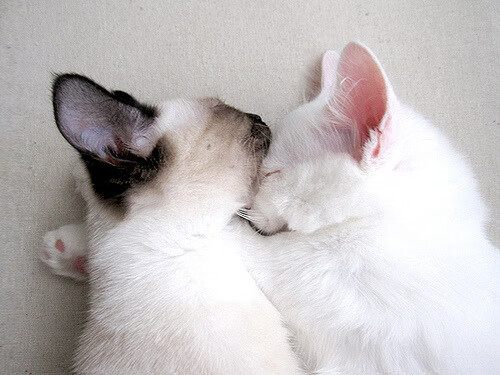 Kaiyun APP-中国足球专项科研项目投入启动，中国足球研究