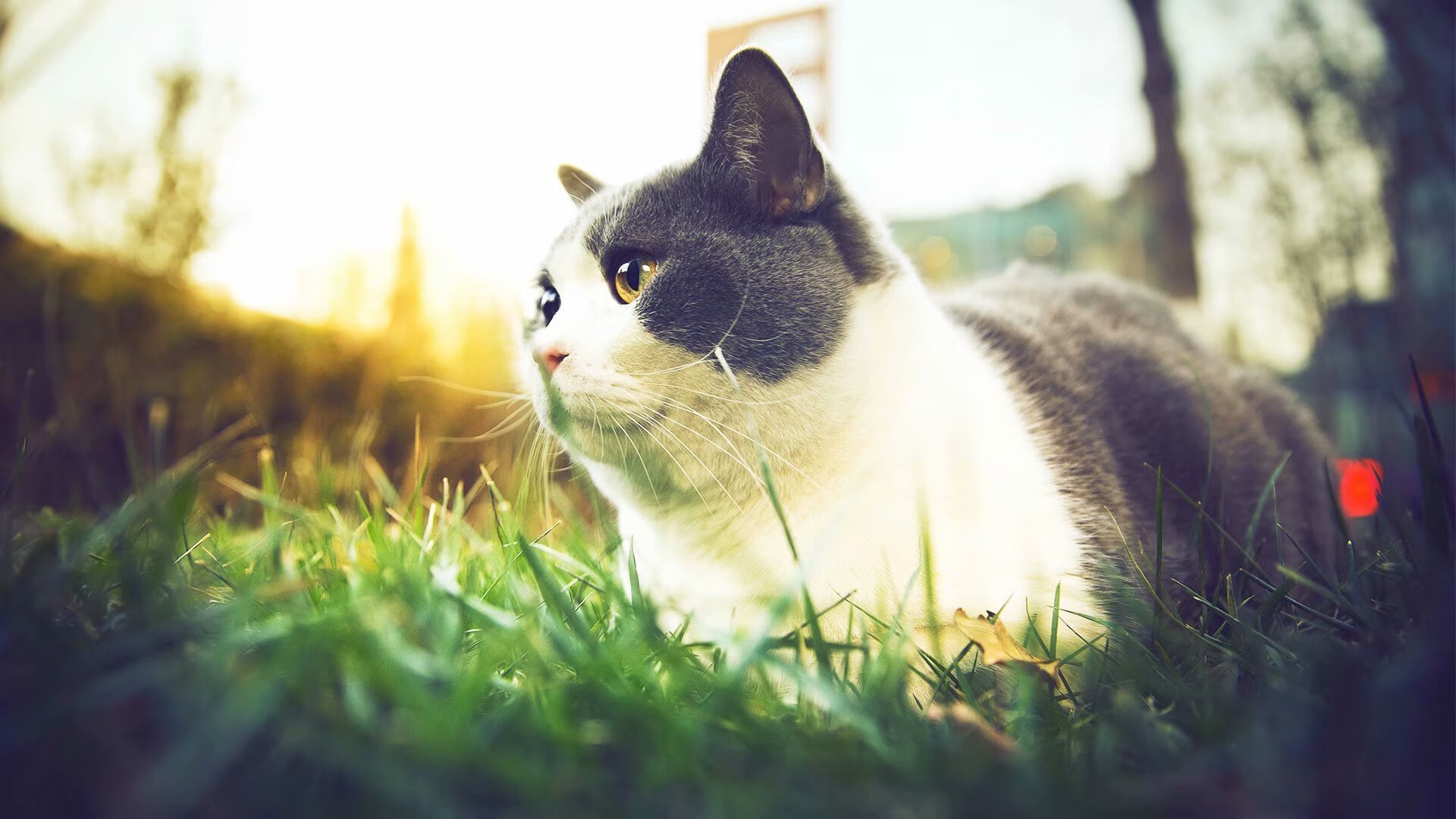 kaiyun开云·官方网站-摩纳哥客场小胜雷恩，取得三连胜，摩纳哥对阵雷恩