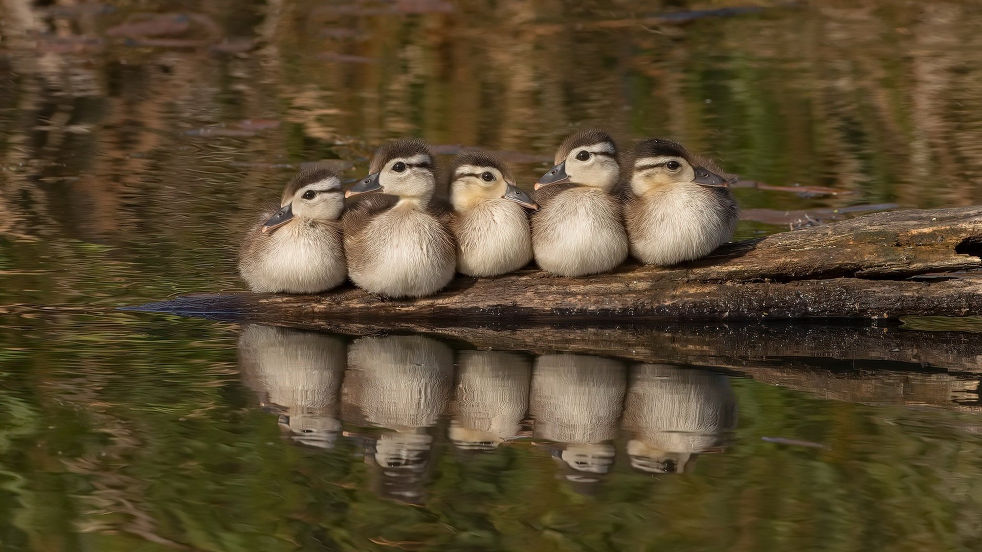 开云官网在线-比利时队在欧洲杯期间多名主力球员因伤缺阵，比利时欧洲杯主力阵容