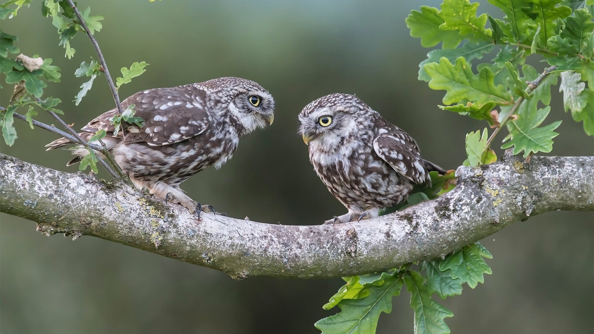 开云网页版登录入口-中国三人女篮调整阵容 战术布局更加灵活，中国女篮三人篮球最新名单
