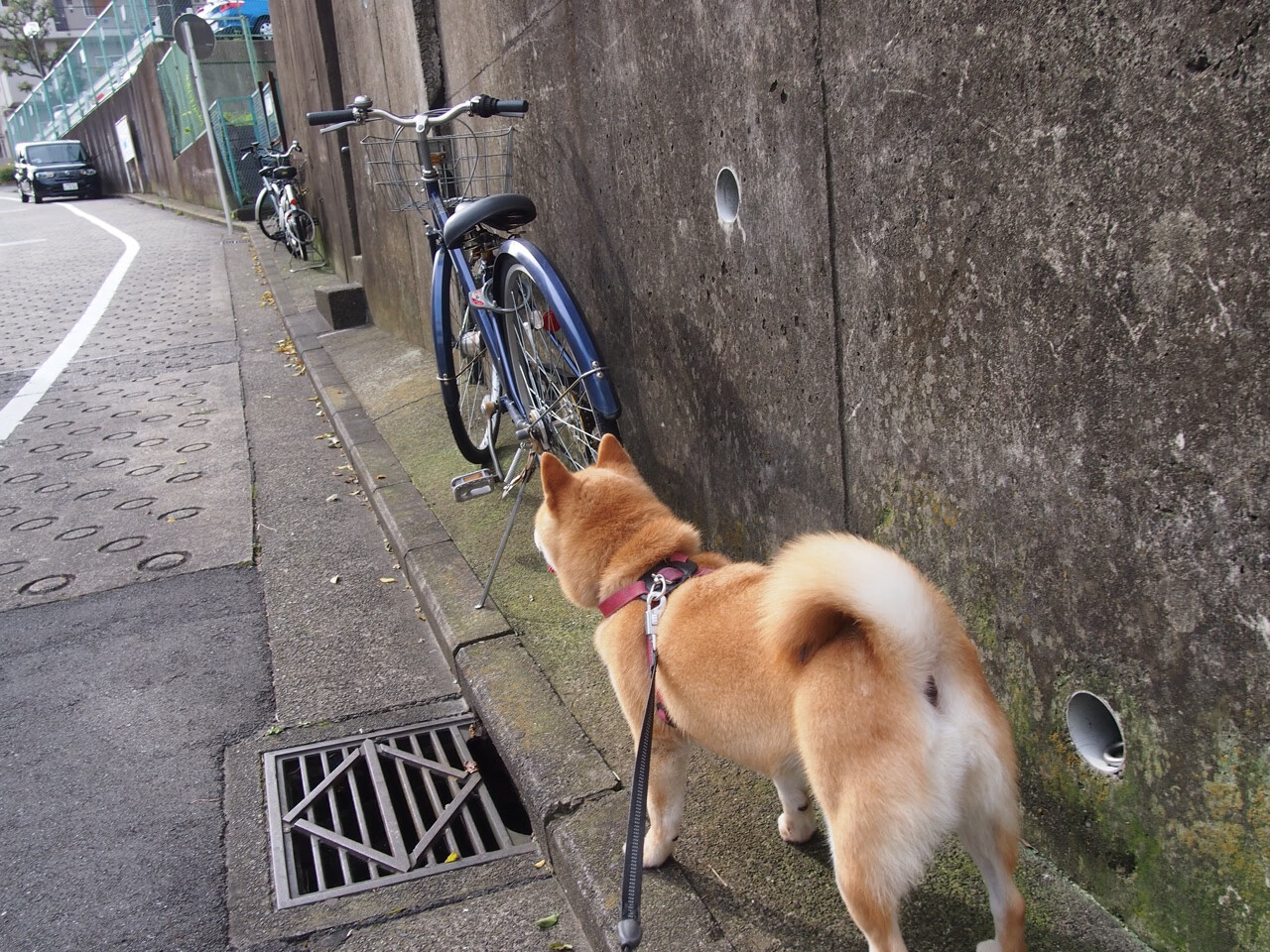 开云kaiyun-四国蝶泳起跳角度数据首次对比，蝶泳跳水出发