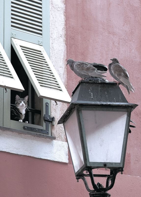 kaiyun体育app-“霍斯特的技术与智慧，南非羚羊队的胜利保障”