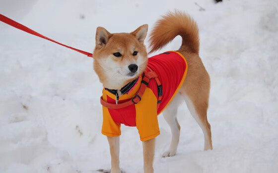 kaiyun开云·官方网站-格鲁吉亚女篮在欧洲锦标赛中表现积极，迈向国际舞台，格鲁吉亚篮球厉害吗